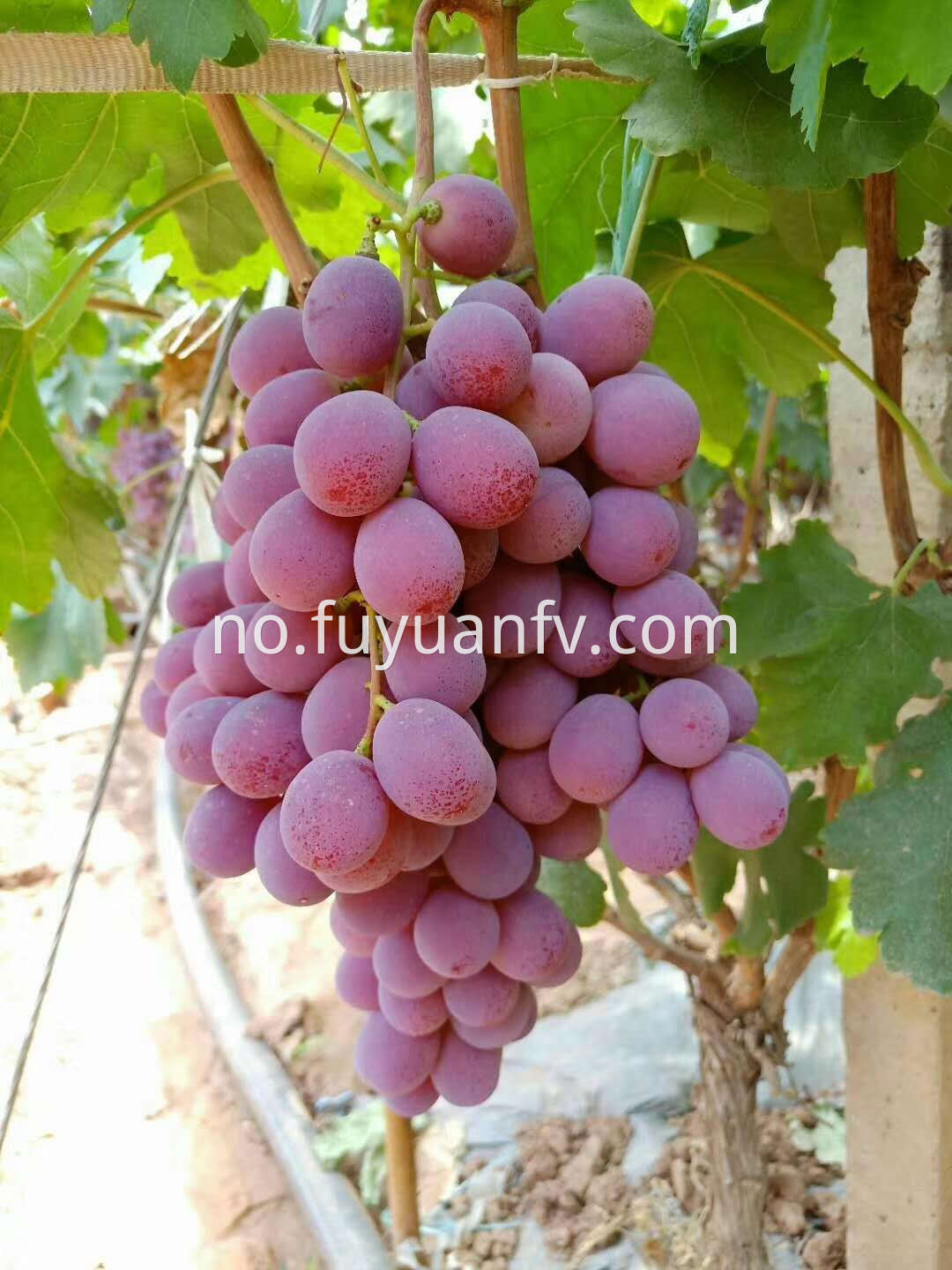 sweet red grapes